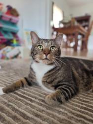 Reunited Male Cat last seen Near Valera Avenue, Pittsburgh, PA 15210