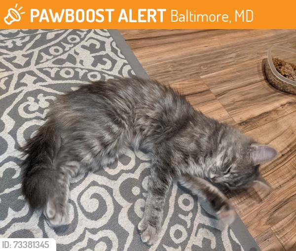 Found/Stray Female Cat last seen Pulaski Hwy, Baltimore, MD 21205