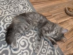 Found/Stray Female Cat last seen Pulaski Hwy, Baltimore, MD 21205