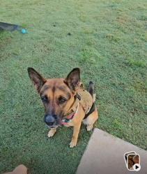 Lost Female Dog last seen Collins hill rd Lawrenceville, Lawrenceville, GA 30045