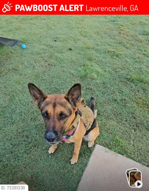 Lost Female Dog last seen Collins hill rd Lawrenceville, Lawrenceville, GA 30045
