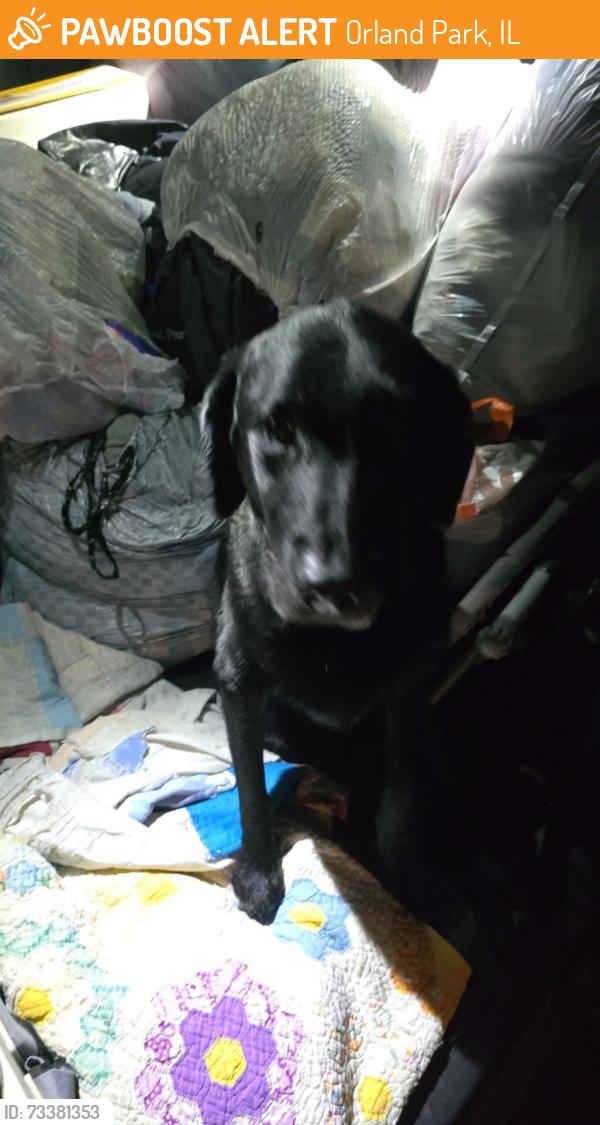Found/Stray Female Dog last seen sherwood drive, 163rd & 88th, Orland Park, IL 60462