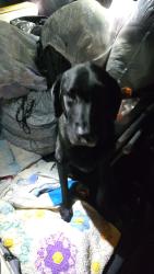 Found/Stray Female Dog last seen sherwood drive, 163rd & 88th, Orland Park, IL 60462