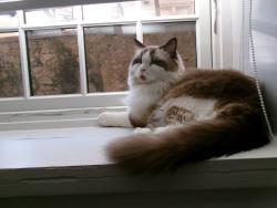 Reunited Male Cat last seen Near Pondfield Rd, Bronxville, NY 10708
