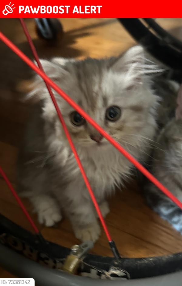 Lost Female Cat last seen Joymar nd Donata, Mississauga, ON L5M 1G2