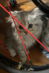 Lost Female Cat last seen Joymar nd Donata, Mississauga, ON L5M 1G2