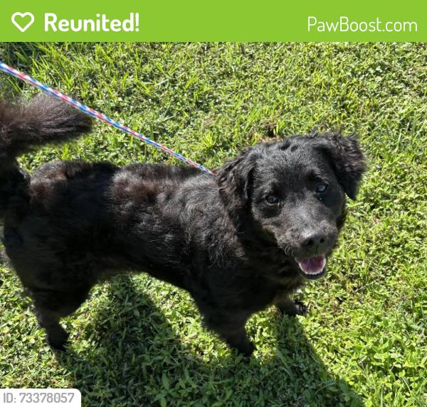 Reunited Unknown Dog last seen Port St. Lucie, Port St. Lucie, FL 34986