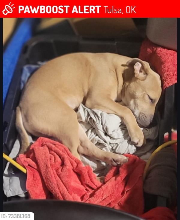 Lost Male Dog last seen 71sv& Mingo, Tulsa, OK 74146