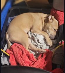 Lost Male Dog last seen 71sv& Mingo, Tulsa, OK 74146