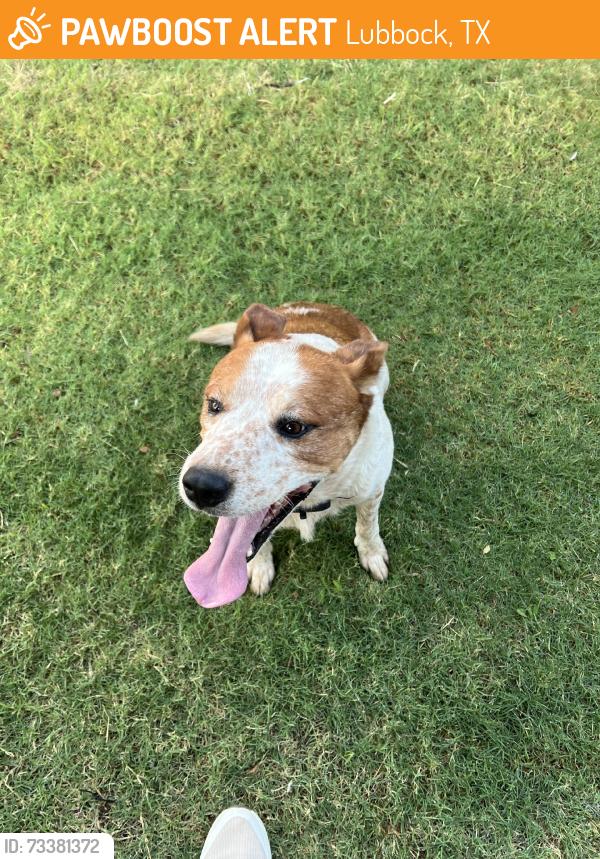 Found/Stray Male Dog last seen Corner of Ross and 96th, Lubbock, TX 79424