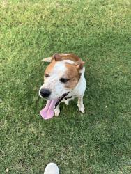 Found/Stray Male Dog last seen Corner of Ross and 96th, Lubbock, TX 79424