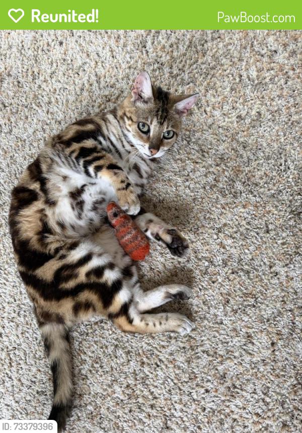 Reunited Female Cat last seen Naugatuck Ave and Hidalgo Ave, San Diego, CA 92117