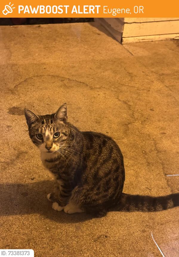 Found/Stray Unknown Cat last seen Wilkinson hse U of O, Eugene, OR 97403