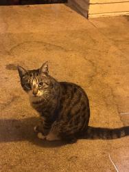 Found/Stray Unknown Cat last seen Wilkinson hse U of O, Eugene, OR 97403