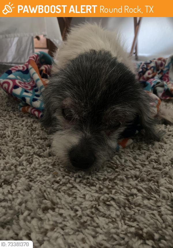 Found/Stray Male Dog last seen Mill Run Bnd Round Rock TX, Round Rock, TX 78665
