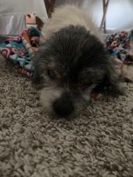 Found/Stray Male Dog last seen Mill Run Bnd Round Rock TX, Round Rock, TX 78665