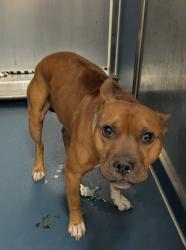 Shelter Stray Male Dog last seen Near BLOCK GRAND RIVER AVE, DETROIT MI 48226, 7401 Chrysler Dr, Detroit, MI 48211, USA