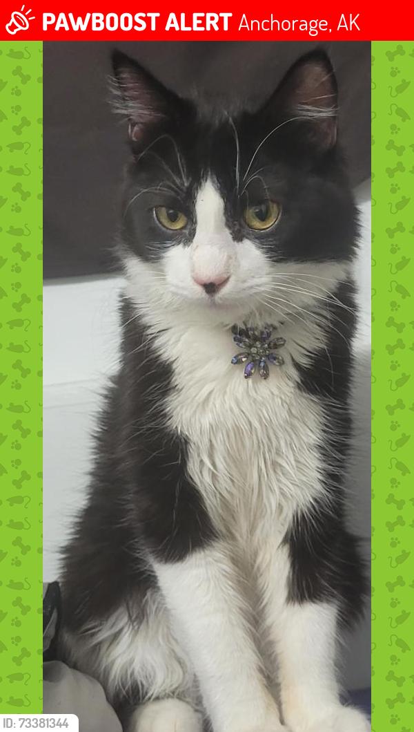 Lost Female Cat last seen Arctic n west 26th ave, Anchorage, AK 99503
