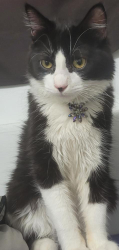 Lost Female Cat last seen Arctic n west 26th ave, Anchorage, AK 99503