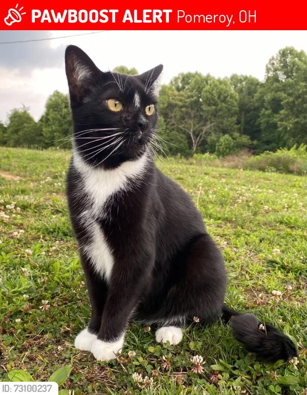 Lost Male Cat last seen Ohio Valley Animal Clinic in Pomeroy Ohio, Pomeroy, OH 45769