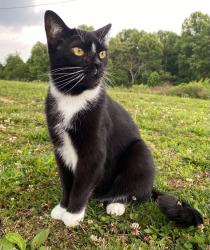 Lost Male Cat last seen Ohio Valley Animal Clinic in Pomeroy Ohio, Pomeroy, OH 45769