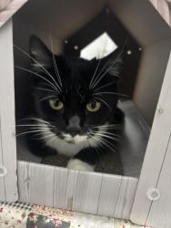 Lost Female Cat last seen St James lane, West Midlands, England CV3 3DZ
