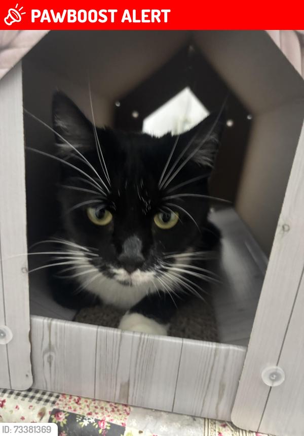 Lost Female Cat last seen St James lane, West Midlands, England CV3 3DZ