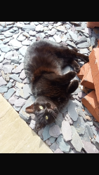Lost Female Cat last seen Runshaw College, Lancashire, England 