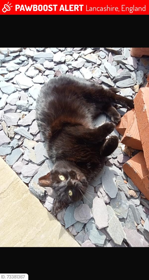 Lost Female Cat last seen Runshaw College, Lancashire, England 