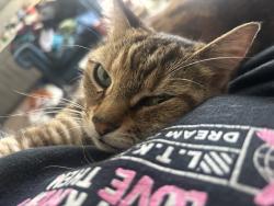 Reunited Female Cat last seen Abram and Mesquite st by the train tracks, Arlington, TX 76010