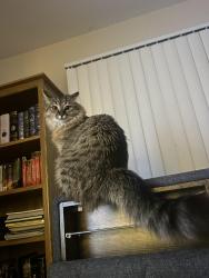 Lost Female Cat last seen Near N Shore Dr, East Lansing, MI 48823