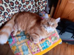 Found/Stray Male Cat last seen County Road Gedling, Mapperley, England 