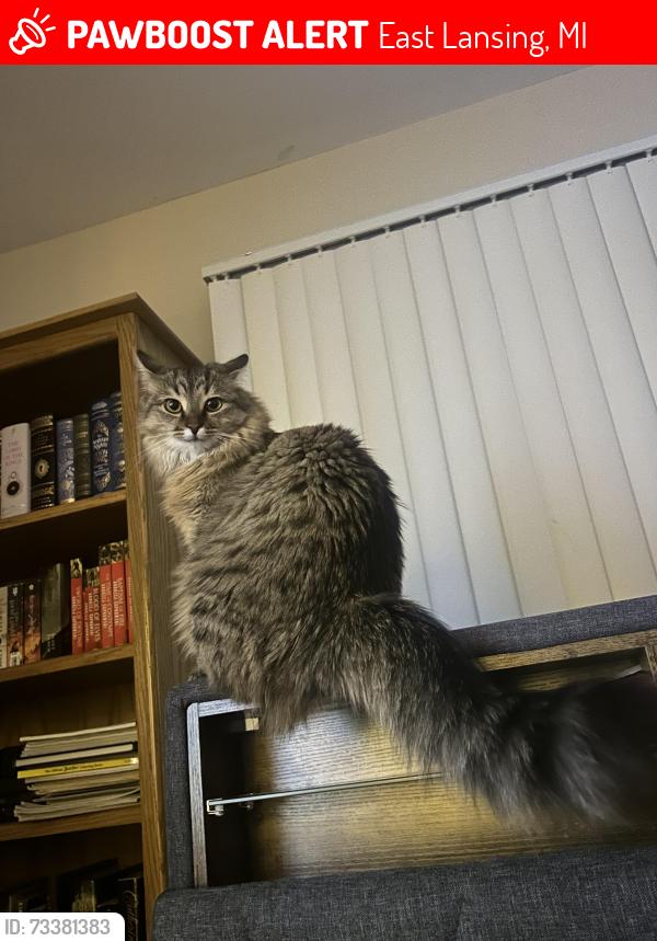 Lost Female Cat last seen Near N Shore Dr, East Lansing, MI 48823
