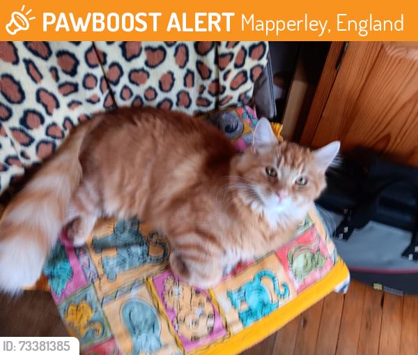 Found/Stray Male Cat last seen County Road Gedling, Mapperley, England 
