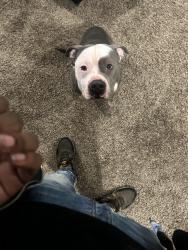 Lost Male Dog last seen Austin Peay library, Memphis, TN 38128