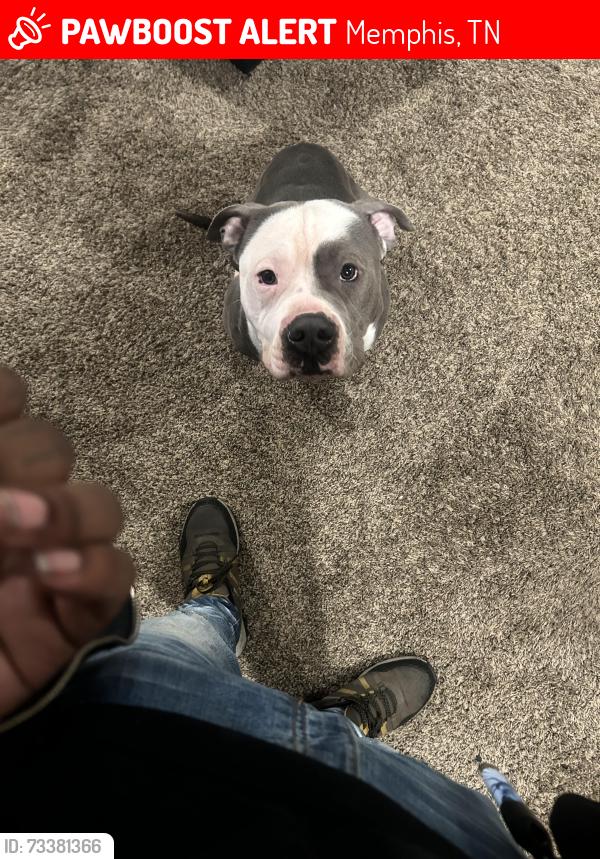 Lost Male Dog last seen Austin Peay library, Memphis, TN 38128