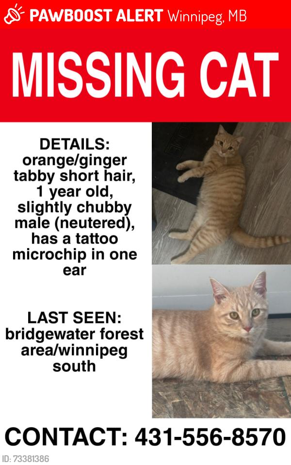 Lost Male Cat last seen Near bridgeland drive north, Winnipeg, MB 