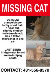 Lost Male Cat last seen Near bridgeland drive north, Winnipeg, MB 