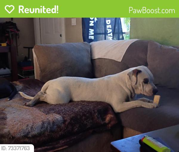 Reunited Male Dog last seen Ne Lobster rd psl 34983, Port St. Lucie, FL 34983