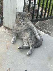 Lost Female Cat last seen Ackley rd, Greenville, SC 29607
