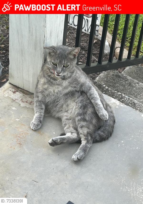 Lost Female Cat last seen Ackley rd, Greenville, SC 29607