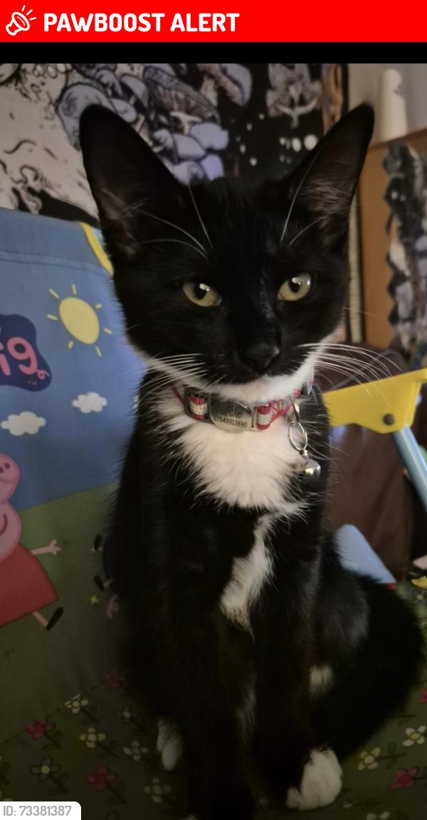 Lost Female Cat last seen Spar, Boots, Holway, Bramble Park, Bacon Drive, Somerset, England TA1 2LH