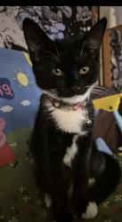 Lost Female Cat last seen Spar, Boots, Holway, Bramble Park, Bacon Drive, Somerset, England TA1 2LH