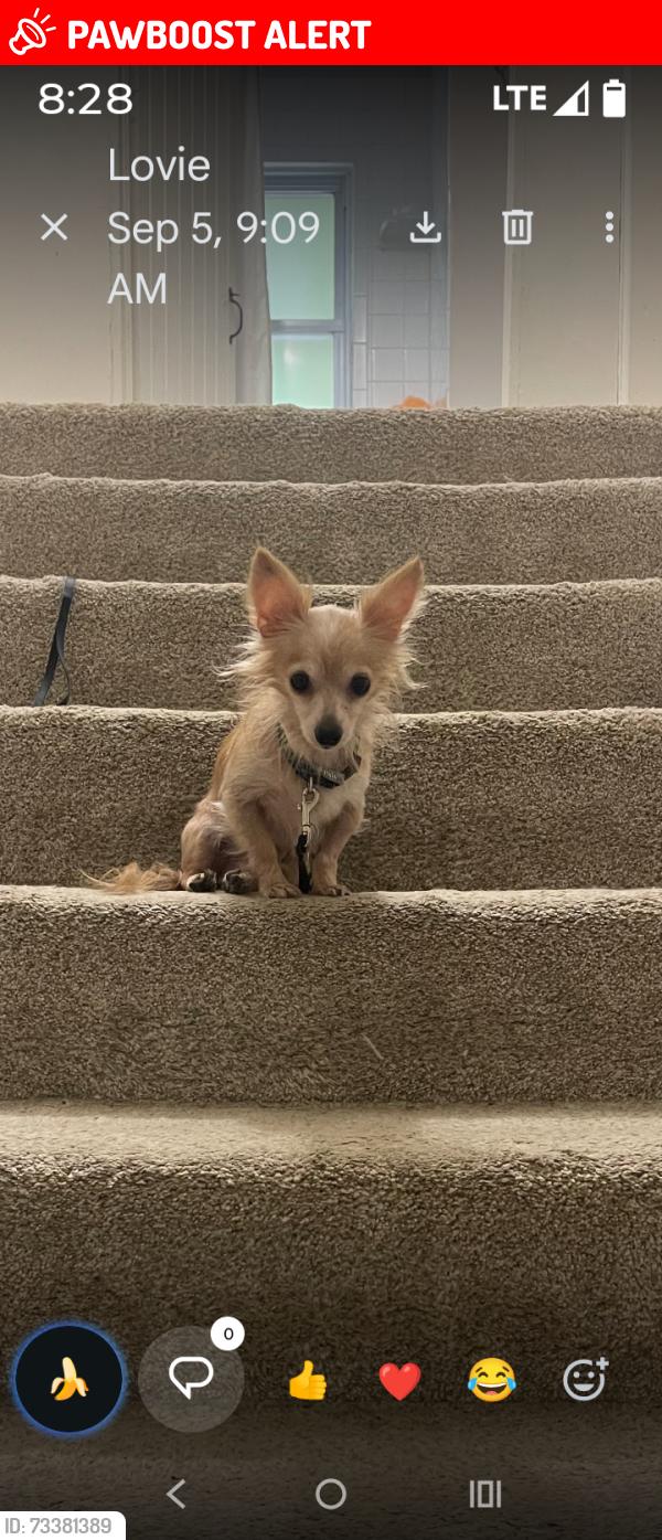 Lost Male Dog last seen Preston road, South Heidelberg Township, PA 19608