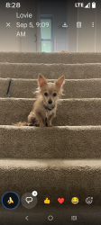 Lost Male Dog last seen Preston road, South Heidelberg Township, PA 19608