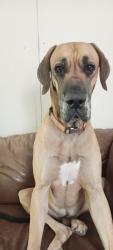 Lost Male Dog last seen Greenwood Grocery, Greenwood, FL 32443