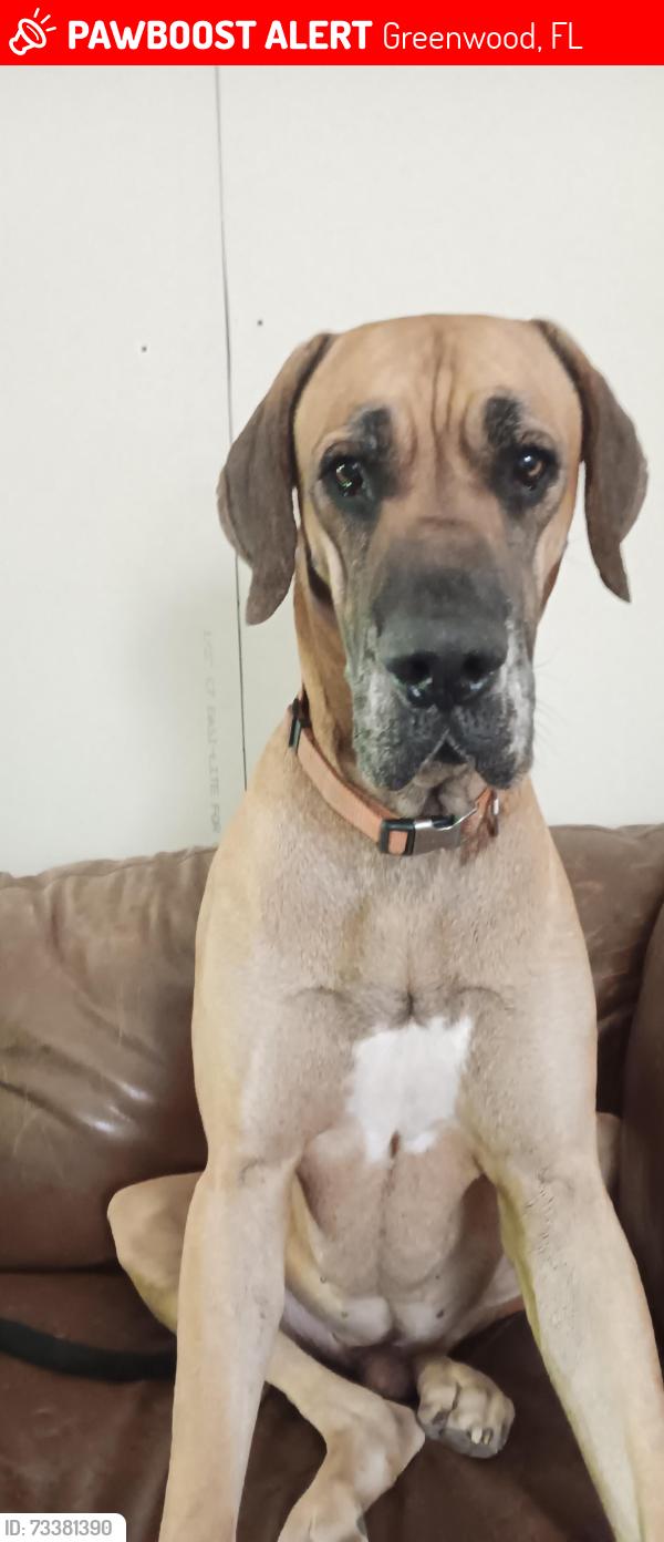 Lost Male Dog last seen Greenwood Grocery, Greenwood, FL 32443
