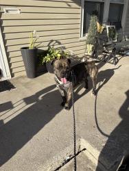 Lost Male Dog last seen Waterway park, Kansas City, KS 66102