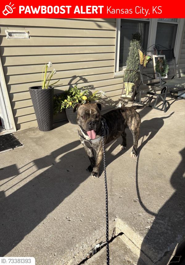 Lost Male Dog last seen Waterway park, Kansas City, KS 66102