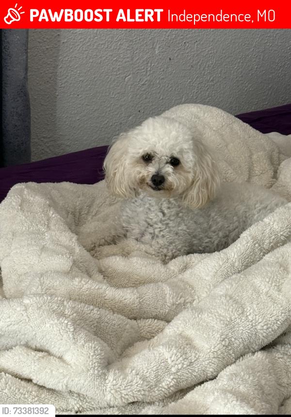 Lost Female Dog last seen E walnut st and baker dr, Independence, MO 64050